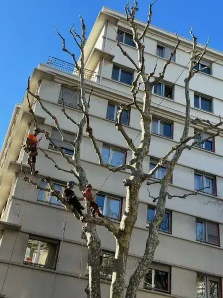 élagage à marseille - L'équipe dans un arbre