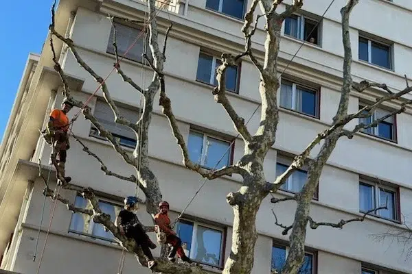 élagage à marseille - L'équipe dans un arbre