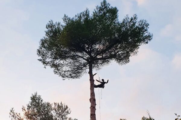 Un elagueur à marseille, en train de réaliser l'élagage d'un arbre